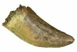 Serrated, Tyrannosaur Tooth - Judith River Formation #129371-1